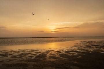 Shorebirds at sunset on the beach