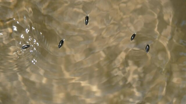 Beetles  Quickly Run on the Water
