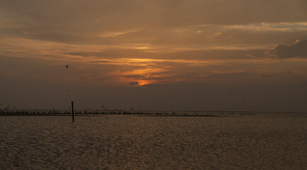 Shorebirds at sunset on the beach