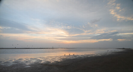 Pano of shorebirds at sunset on the beach