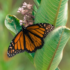 Monarch Butterfly