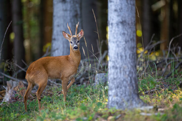 Roe deer buck (capreolus capreolus) in summer forest