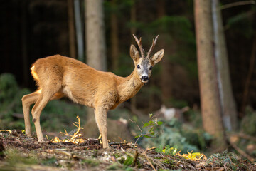 Roe deer buck (capreolus capreolus) in summer forest