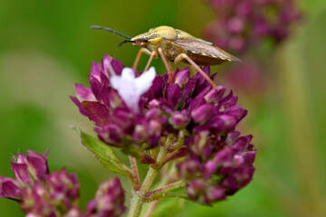 Purpur-Fruchtwanze, Verkannter Enak (Carpocoris purpureipennis)