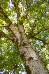 Obraz premium Sunlight shining through tree