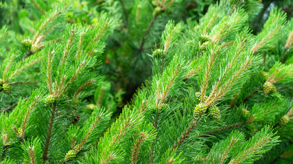 Bloomed mountain pine branches with young green cones close up. Background concept for New Year or Christmas card. Pine buds in the summer time. Green cones of Pinus mugo, close up.