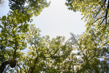 Sunlight shining through trees