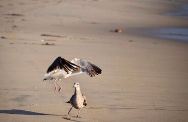 seagulls on the beach