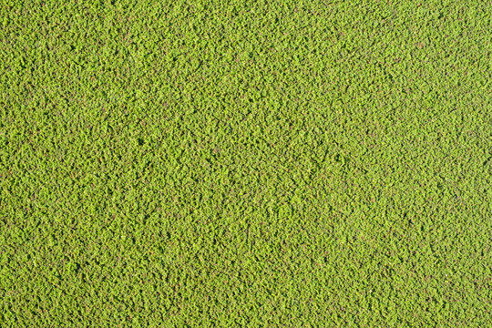 Green background of a water surface completely covered with duckweed