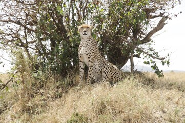 Cheetah looking at camera, Kenya 