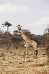 Giraffe in Kenya