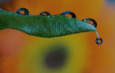 Reflejo Gerbera macro