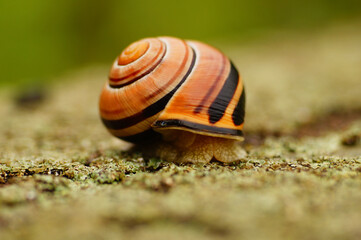 Macro of a grove snail hides in its shell.