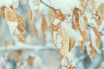 Dried beech leaves in the winter forest.