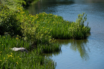 The shoreline on the Wenatchee River in Washington. Green grasses with yellow flowers meet the vivid, clear, turquoise water of the river.