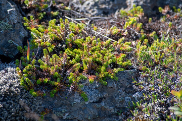 Landscape of Empetrum nigrum growing on rock at Selfoss Diamond Circle Iceland