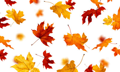 Maple leaf isolated on a white background. Falling maple leaves.