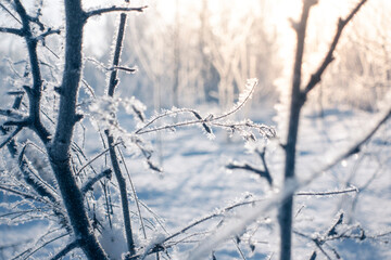 Macro Winter brunch with dry leaf in frost outdoor scene frozen leaves covered by snow natural background photography.