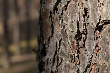 bark of a tree