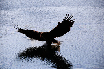 Red Book Steller's Sea Eagle. A large bird of prey flies over the edge of the sea to hunt fish.