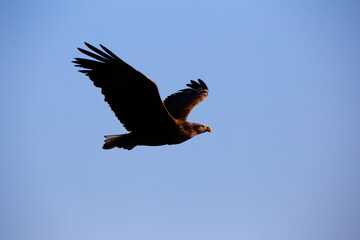 Red Book Steller's Sea Eagle. A large bird of prey flies against the blue sky spreading its wings.