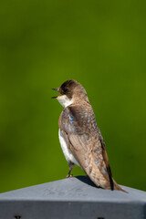 Tree Swallow Nestbox 3
