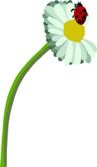 vector drawing daisy flower, floral element, hand-drawn botanical illustration.