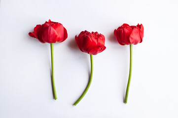 three peony-shaped red tulips on green legs on a white background