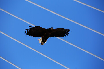 Red Book Steller's Sea Eagle. A large bird of prey flies against the background of the cables of...