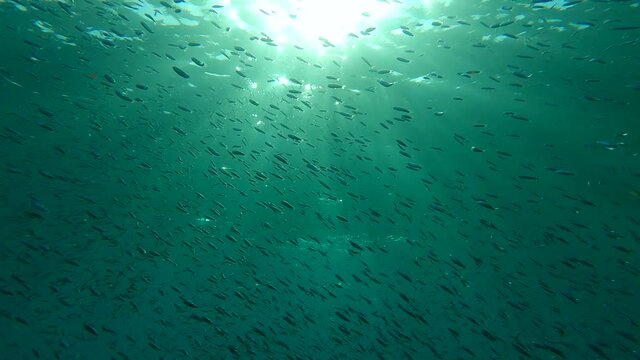 Shoal of Blue sprat, Delicate round herring or blueback sprat (Spratelloides delicatulus). Massive school of small fish swims in the blue water in sunrays. Backlight (Contre-jour), 4K-60fps