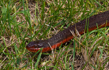 Obraz premium Snake slithering toward the viewer