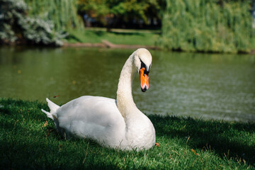White mute swan basking on green grass near lake or pond on sunny day. Cygnus olor in city park. Closeup.