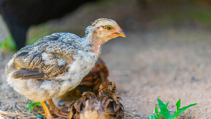Chicks living in the Amazon rainforest