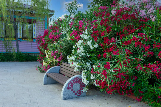 Background with a flowering oleander shrub in the park