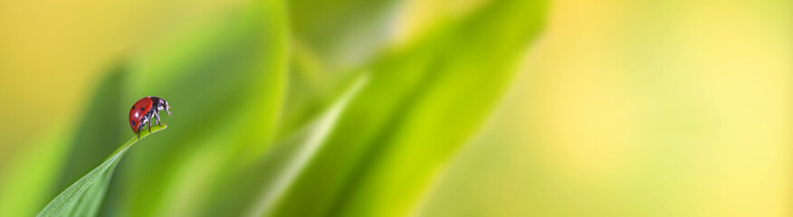 Ladybird on a green leaf in a spring meadow, selective focus close-up. Natural banner with free copy space for text