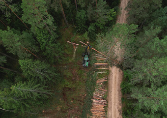 Destruction of forests and felling of trees. Environmetal and ecological issues. Forest harvester during sawing trees in a forest. Forestry tree harvester in woodland on clearing forests.