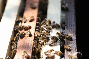 Many insects bees sitting on wooden frame beehive closeup