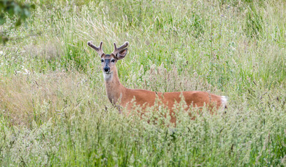 Naklejka na ściany i meble White-tailed deer (Odocoileus virginianus) in grass, soft summer light. Male deer with little antler standing in deep grass is posing to the camera.
