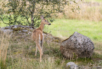 White-tailed female deer (Odocoileus virginianus) in soft light of autumn. Typical peaceful pose.