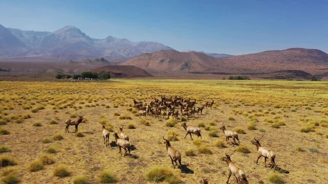 Aerial over a beautiful herd of California elk or mule deer running in fields in the Eastern Sierra Nevada mountains near Lone Pine, California.