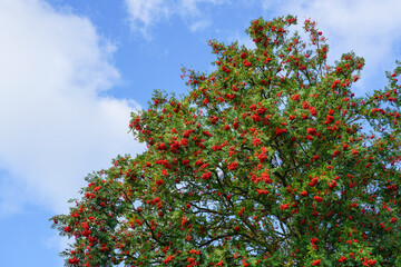 ripe berries of red mountain ash on a branches with green leaves