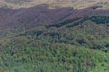 Fototapeta premium Mountain forest in early spring, Bieszczady Mountains, Poland