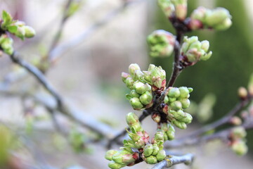 branch of a tree