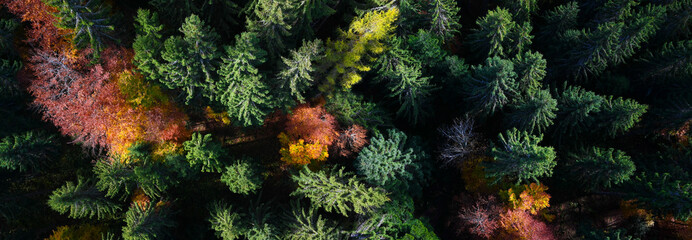 Fototapeta na wymiar Forestry - Autumn deciduous and fir forest from bird's eye view - colorful nature - environmental - indian summer. 