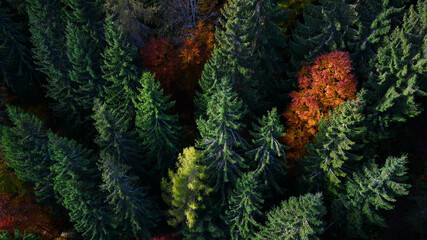 Herbst Laub- und Tannen- wald aus der Vogelperspektive. Umwelt bunte Wälder Background....