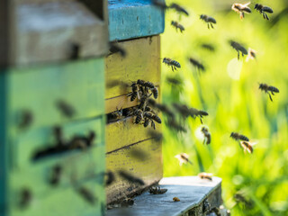 Honigbienen im Anflug auf den Bienenkasten