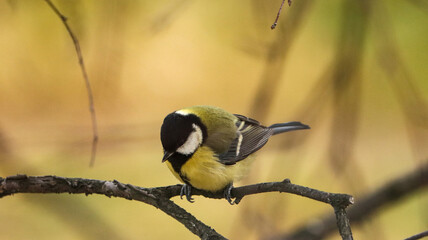 great spotted woodpecker
