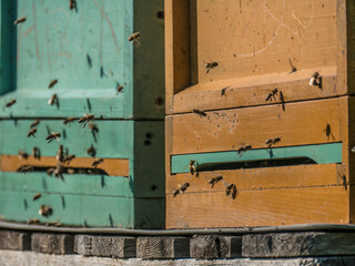 Honigbienen im Anflug auf den Bienenkasten