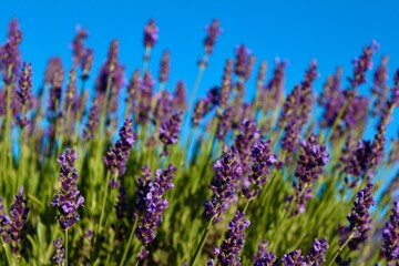 Naklejka premium Lavender Skies