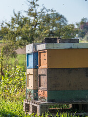 Naklejka premium Honigbienen im Anflug auf den Bienenkasten